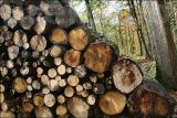 Coetquen Forest - Saint-Hélen - 20101107 37415